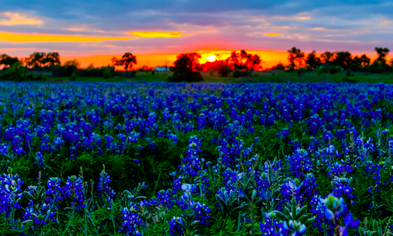 Sun rise over a field of bluebonnets.