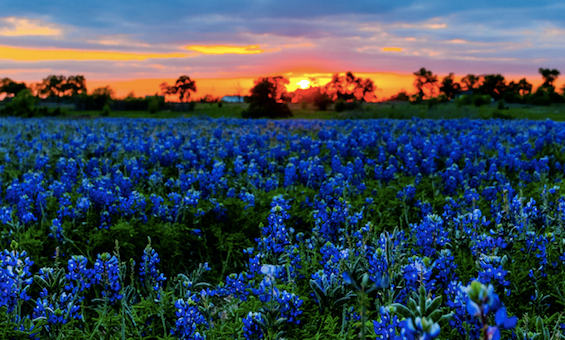 Sun rise over a field of bluebonnets.