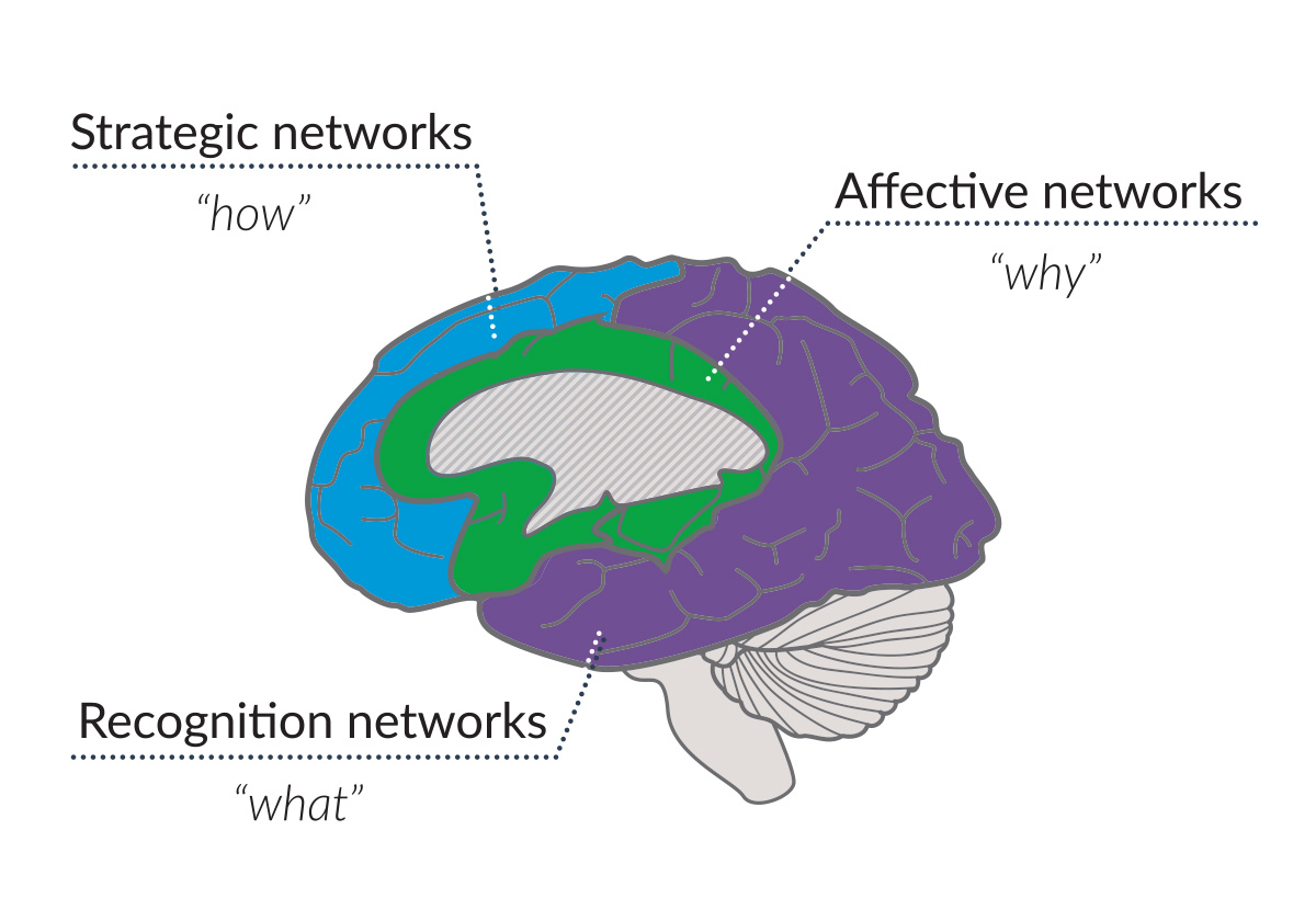 a picture of the brain with the three learning networks in the brain highlighted