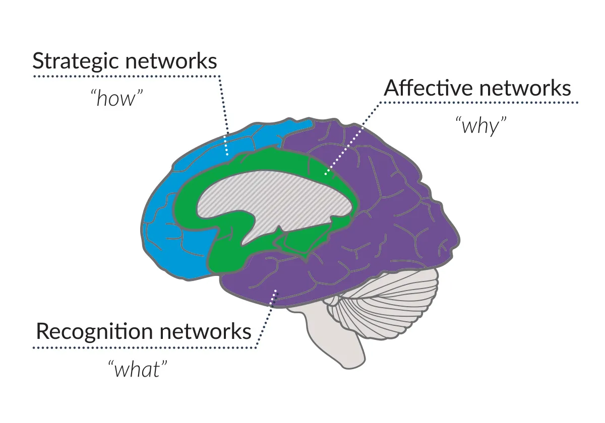 a picture of the brain with the three learning networks in the brain highlighted