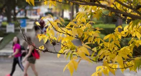 Yellow leaves on tree, students walking in background 