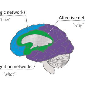a picture of the brain with the three learning networks in the brain highlighted