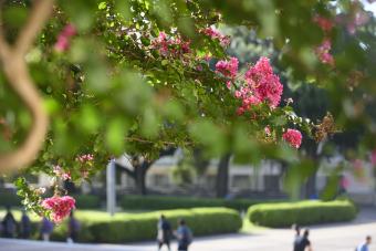 Pink flowers on trees in foreground with students walking across main mail in background