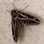 A hawk moth on a wall at the Lady Bird Johnson Wild Flower Center.