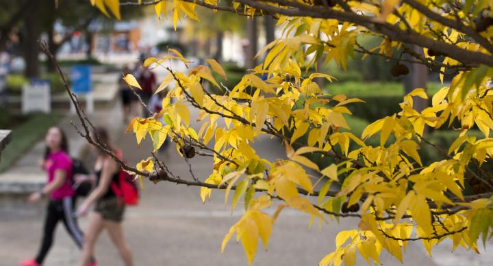 Yellow leaves on tree, students walking in background 