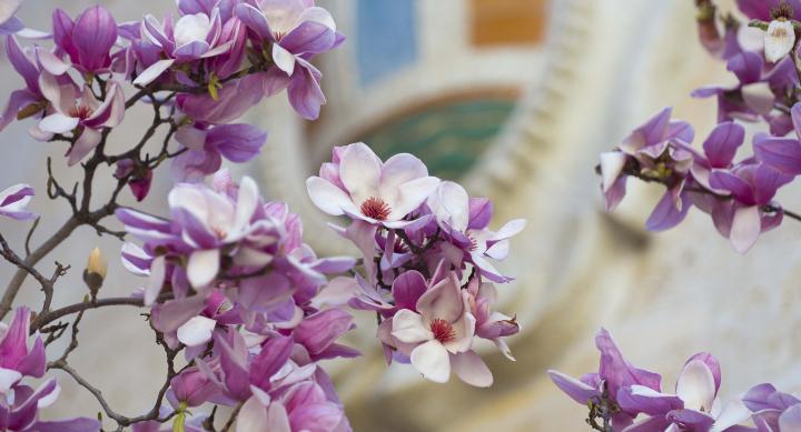 Pink Flowers in front of University Building