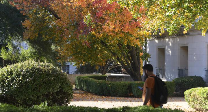 red and yellow leafs on UT campus