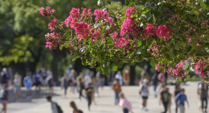 Students-crossing-Main-Mall-and-crape-myrtles-2019-67147.jpg